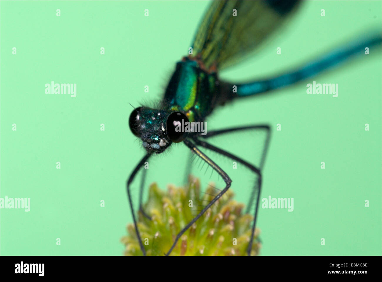 Demoiselle Calopteryx splendens Demoiselle bagués UK Banque D'Images