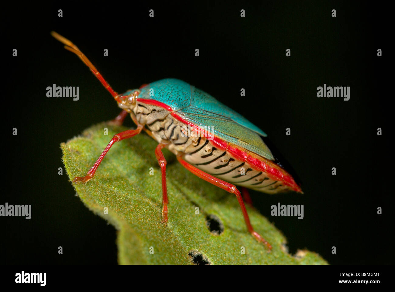 Bug Shield Costa Rica Banque D'Images