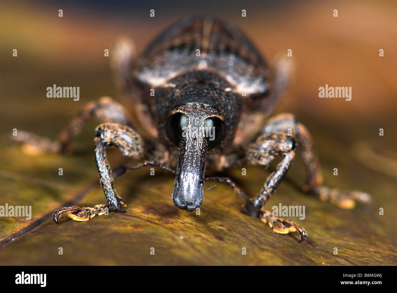 Famille des Curculionidae Charançon du Costa Rica Banque D'Images