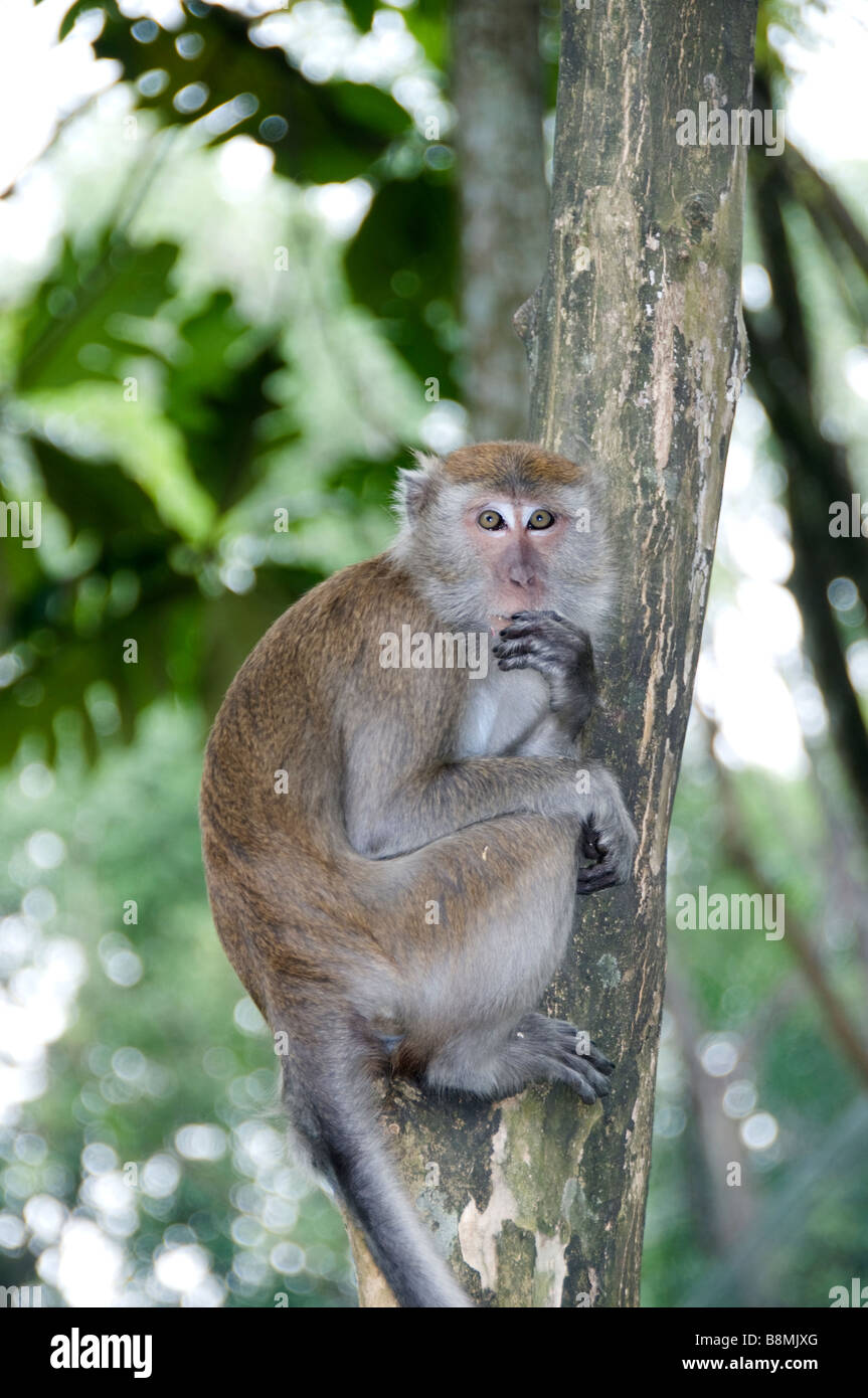 Jardin du Lac de singe au cœur de Kuala Lumpur Deer Park Oiseaux Papillon Carcosa Seri Negara Orchid Hibiscus jardin. Banque D'Images