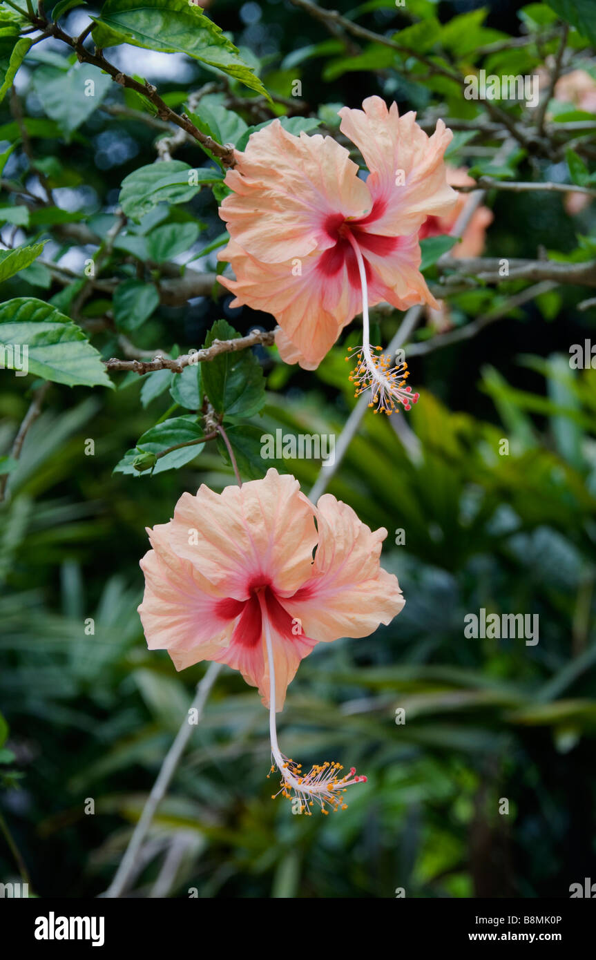 Fleur fleurs Jardin Lac singe au cœur de Kuala Lumpur Deer Park Oiseaux Papillon Carcosa Seri Negara Hibiscus Orchid Garden Banque D'Images