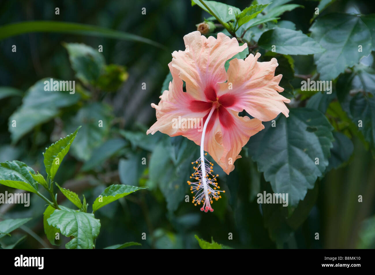 Singe fleur jardin Lac au cœur de Kuala Lumpur Deer Park Oiseaux Papillon Carcosa Seri Negara Orchid Hibiscus jardin. Banque D'Images