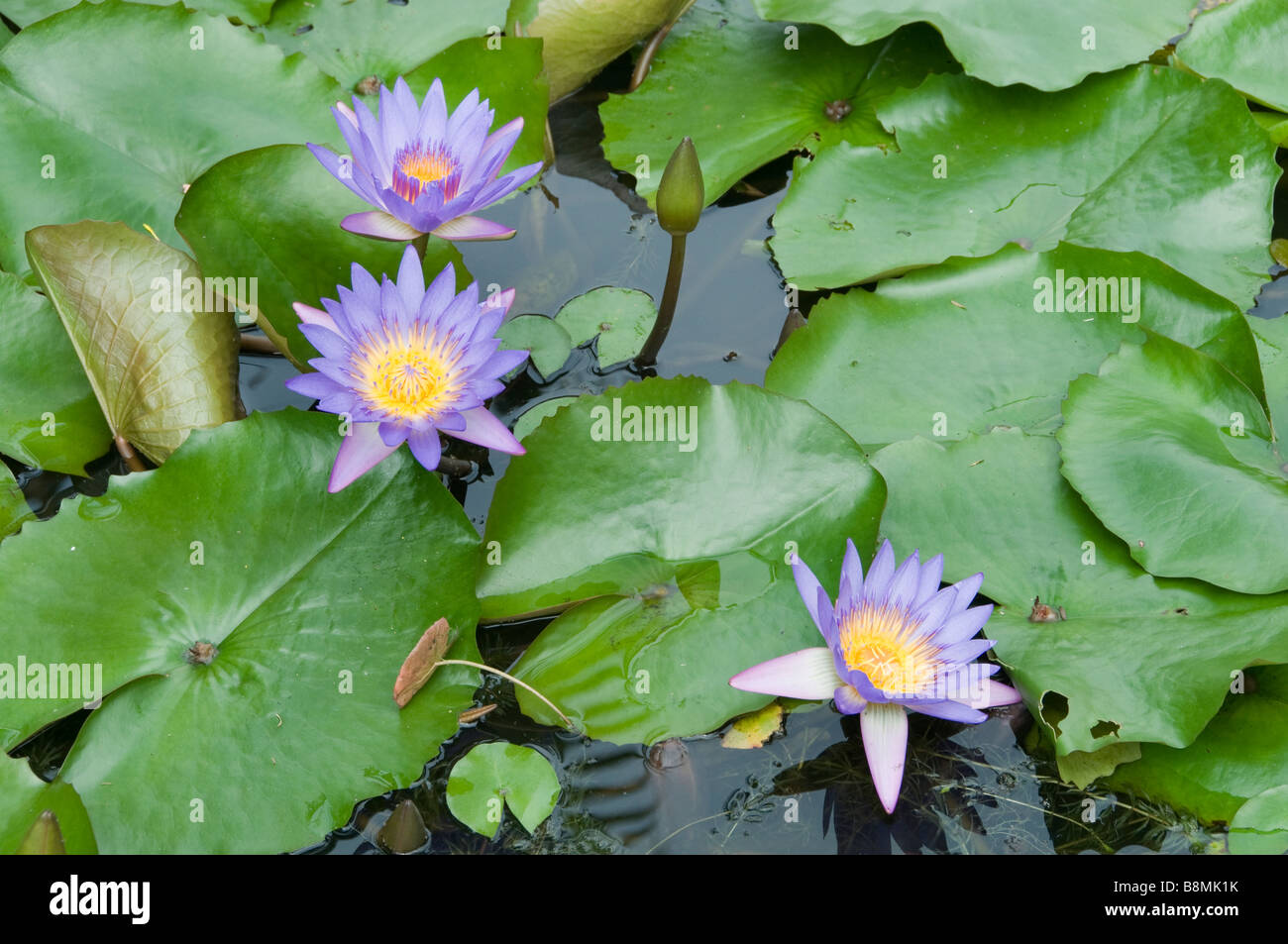 Fleur fleurs Jardin Lac au cœur de Kuala Lumpur Deer Park Oiseaux Papillon Carcosa Seri Negara Orchid Hibiscus jardin. Banque D'Images