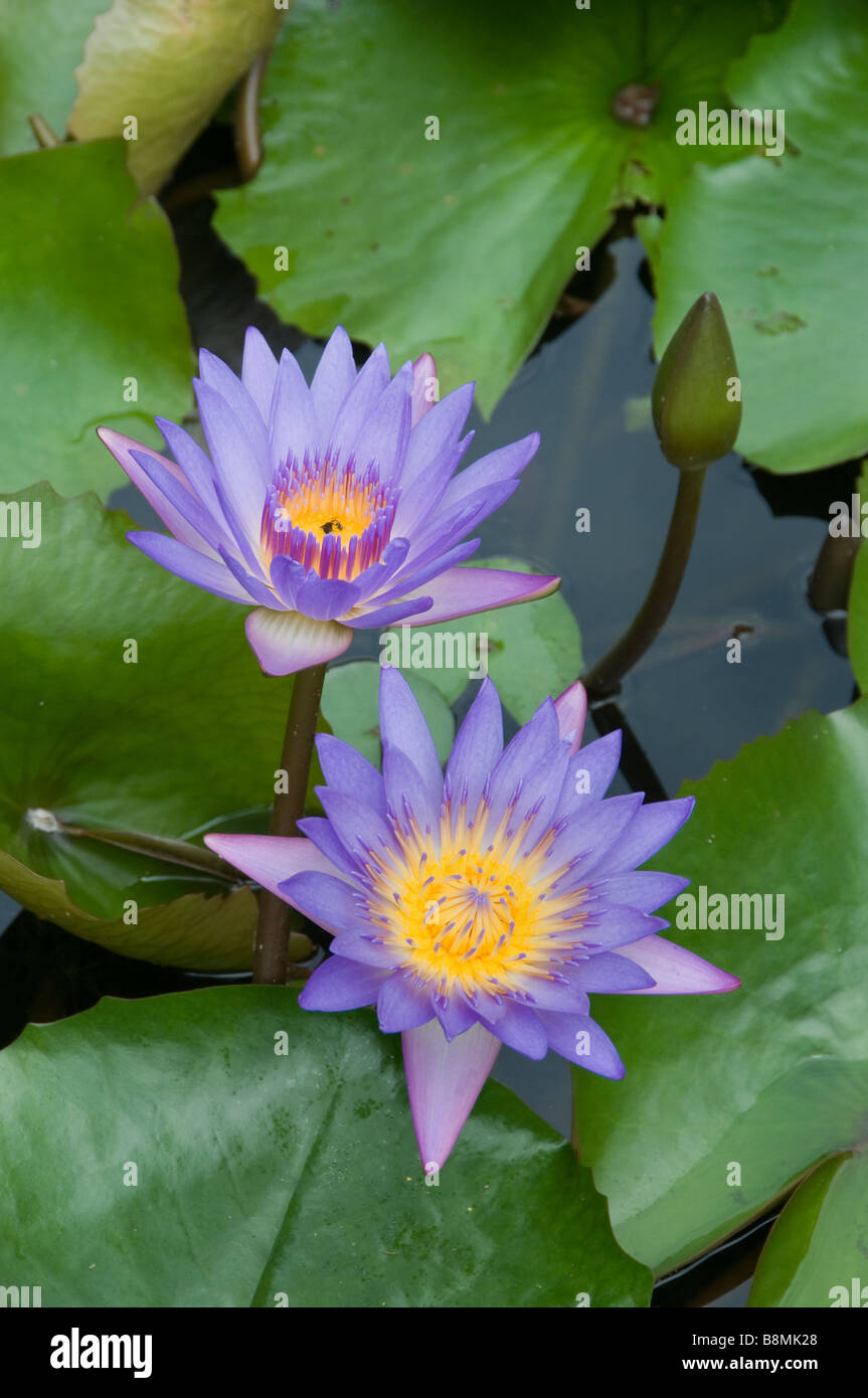 Fleurs Fleurs Jardin Lac au cœur de Kuala Lumpur Deer Park Oiseaux Papillon Carcosa Seri Negara Orchid Hibiscus jardin. Banque D'Images