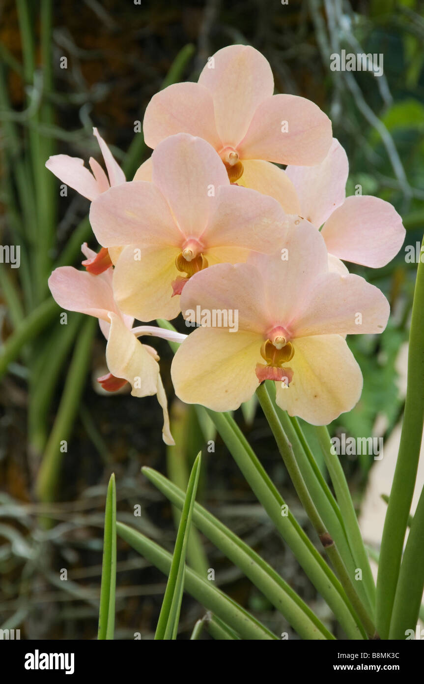 Fleurs Fleurs Jardin Lac au cœur de Kuala Lumpur Deer Park Oiseaux Papillon Carcosa Seri Negara Orchid Hibiscus jardin. Banque D'Images