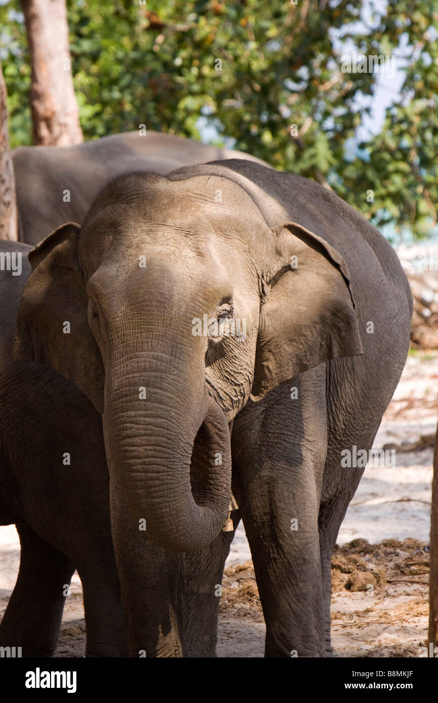 Andaman et Nicobar Inde Kala Pathar Havelock island camp d'entraînement à l'éléphant pour mineurs Banque D'Images