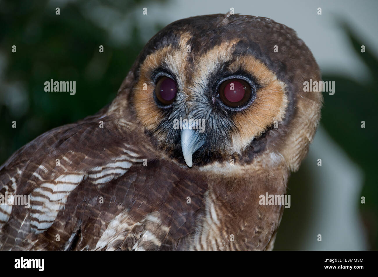 Jardin du lac Owl au cœur de Kuala Lumpur Bird Park Banque D'Images