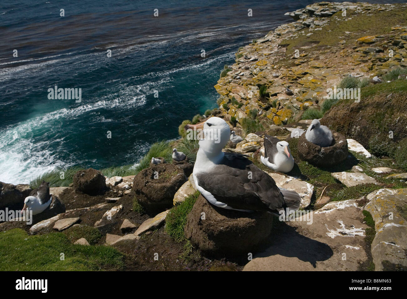 Un albatros à sourcils noirs (Thalassarche melanophrys colonie de nidification) sur les îles Falkland. Banque D'Images