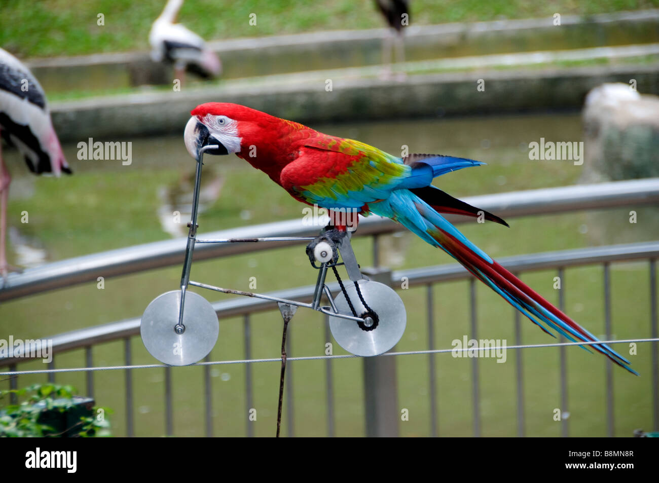 Perroquet sur un cycle de vélo du lac Owl corde cirque jardin au cœur de Kuala Lumpur Bird Park Banque D'Images