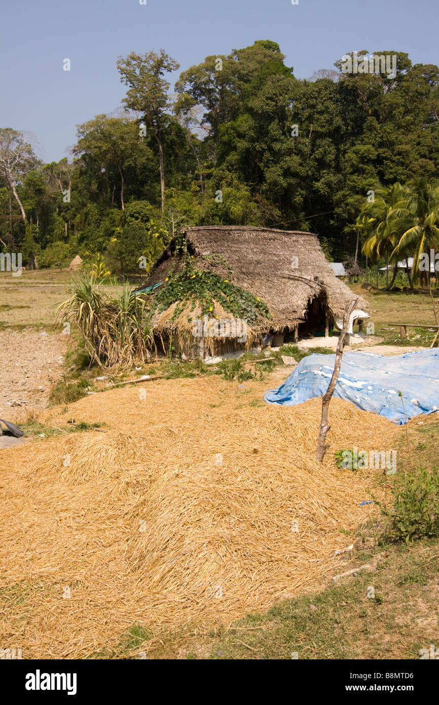 Andaman et Nicobar Inde Havelock island Kala Pathar fermette en dégagement de forêt Banque D'Images