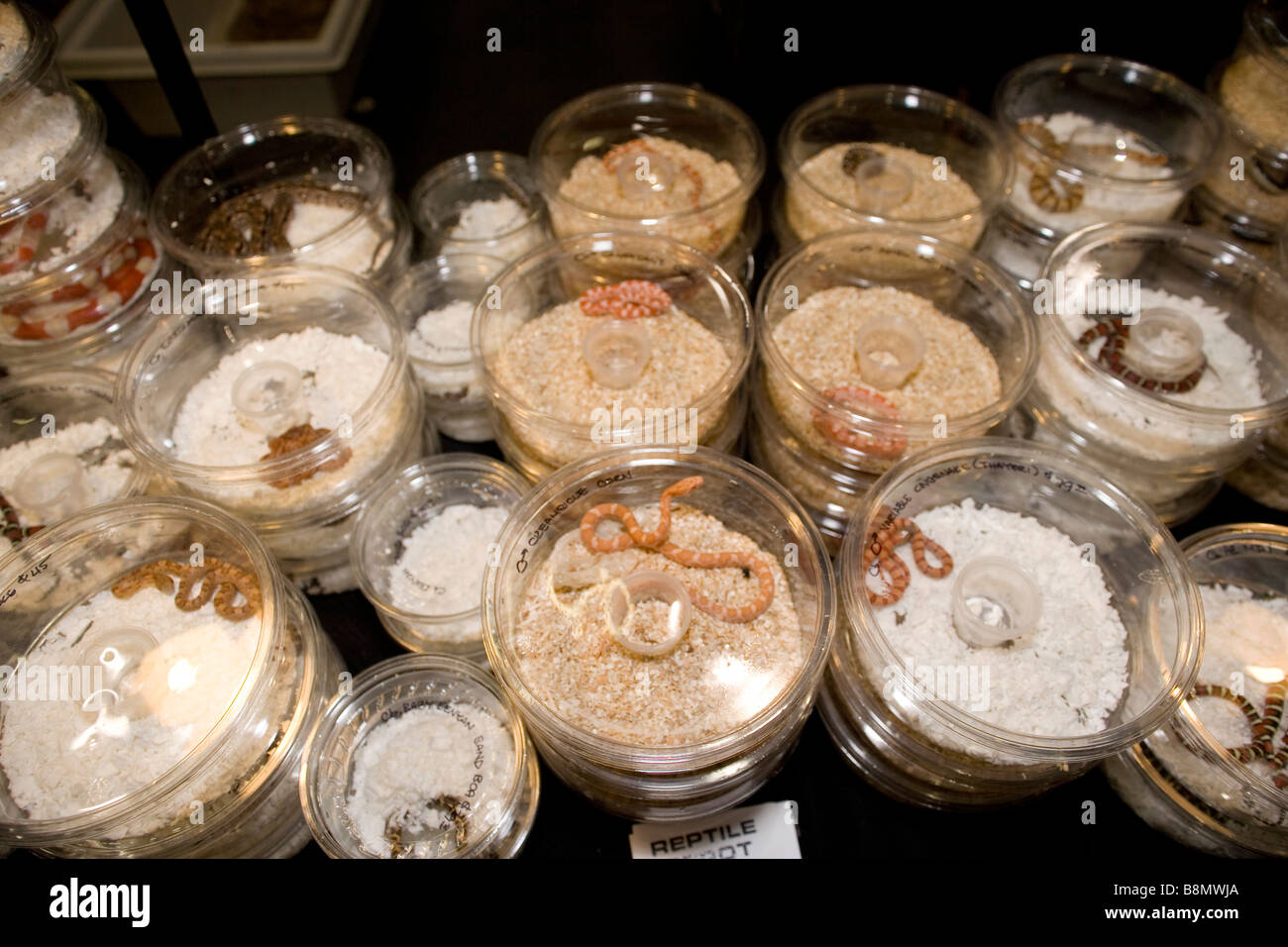 Baby corn snakes en conteneurs à un reptile juste Banque D'Images