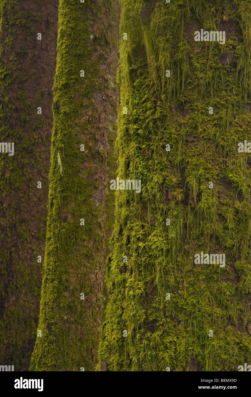 Epicéa de Sitka (Picea sitchensis) forêt ancienne sur la côte de l'Oregon Banque D'Images