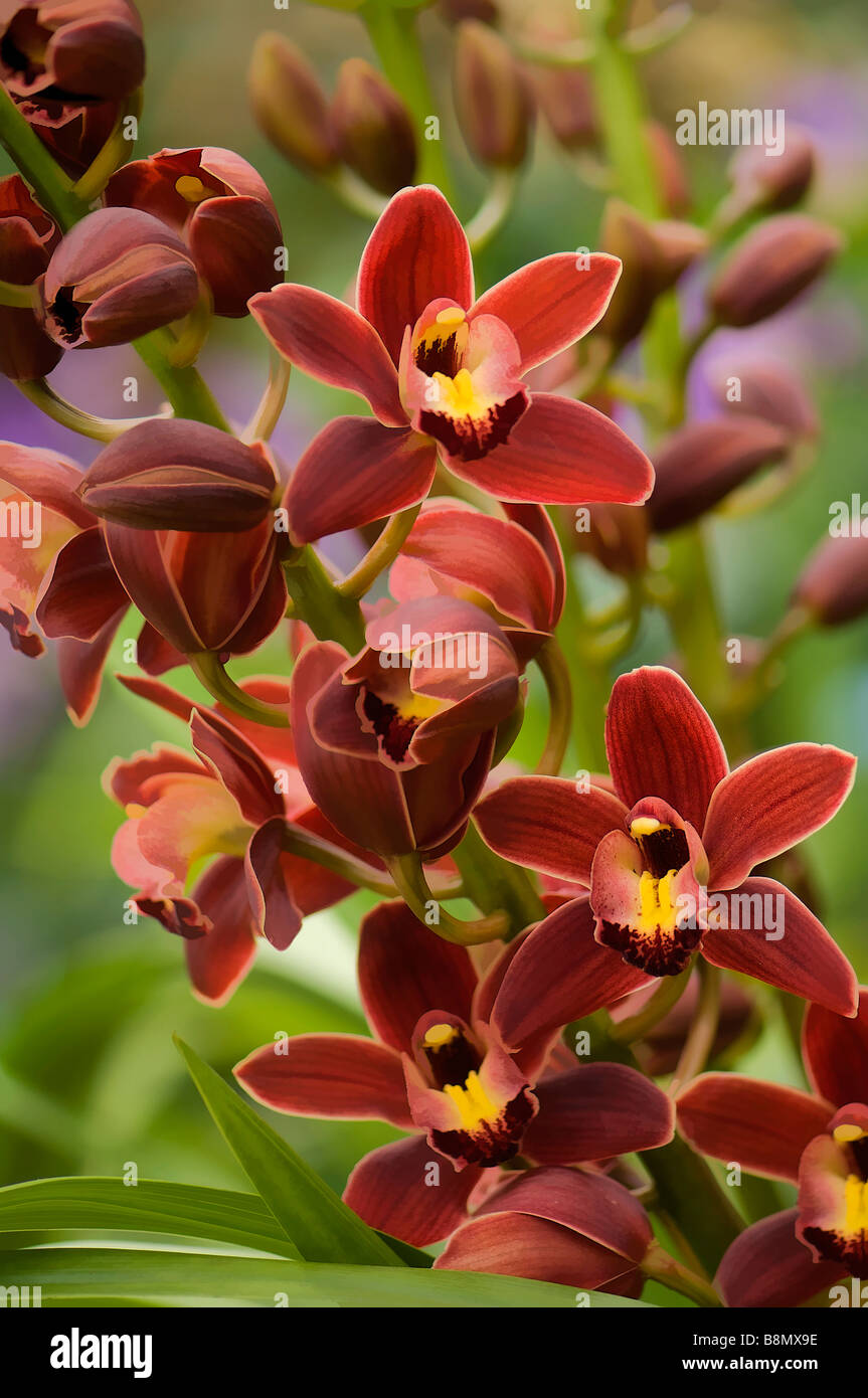 Rouge brique Cymbidium Orchid in Bloom Banque D'Images