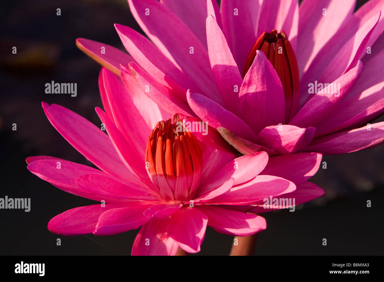 Andaman et Nicobar Inde Havelock island red water lily fleurs en étang de ferme Banque D'Images