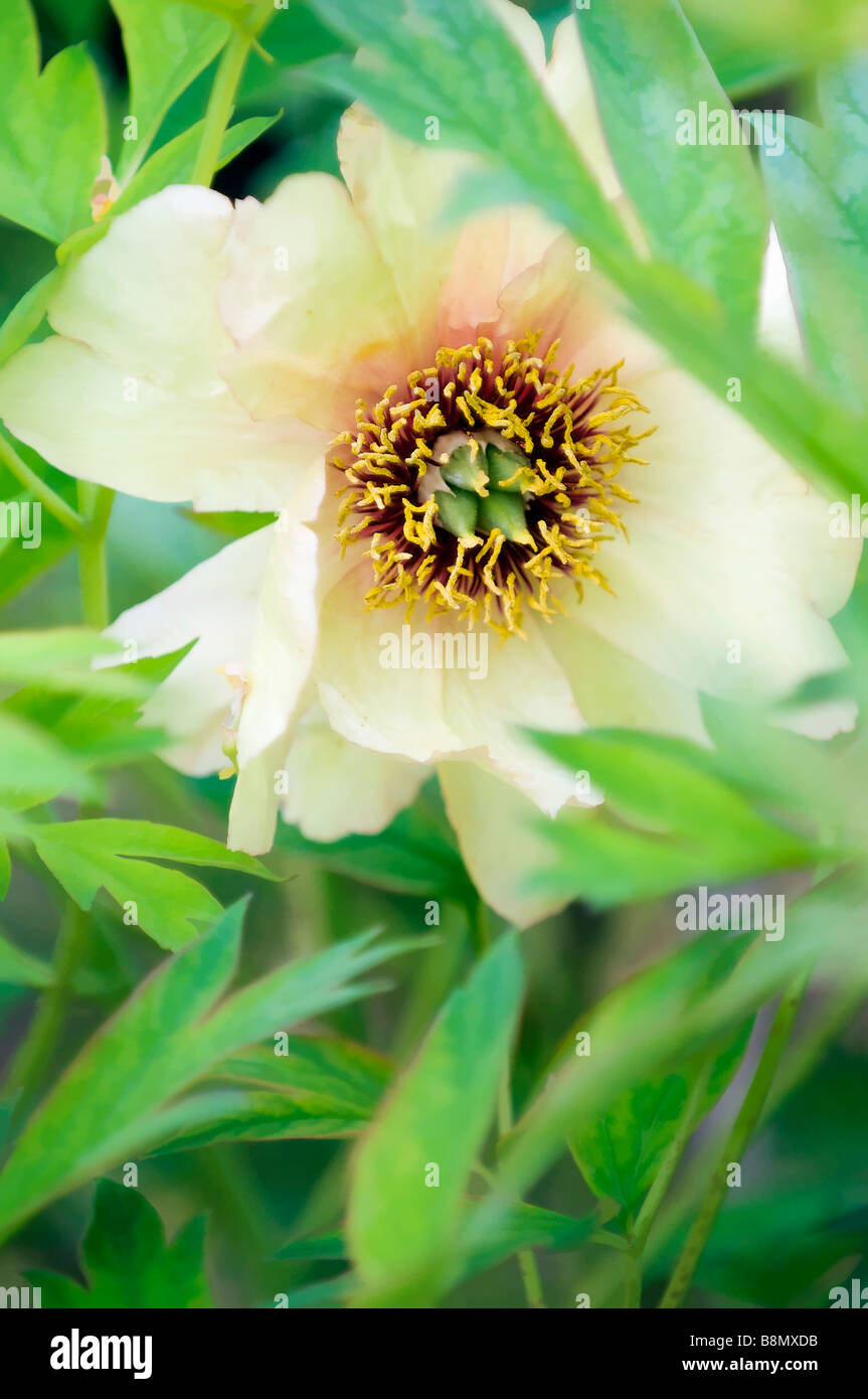 Fleur de pivoine arbre jaune Banque D'Images