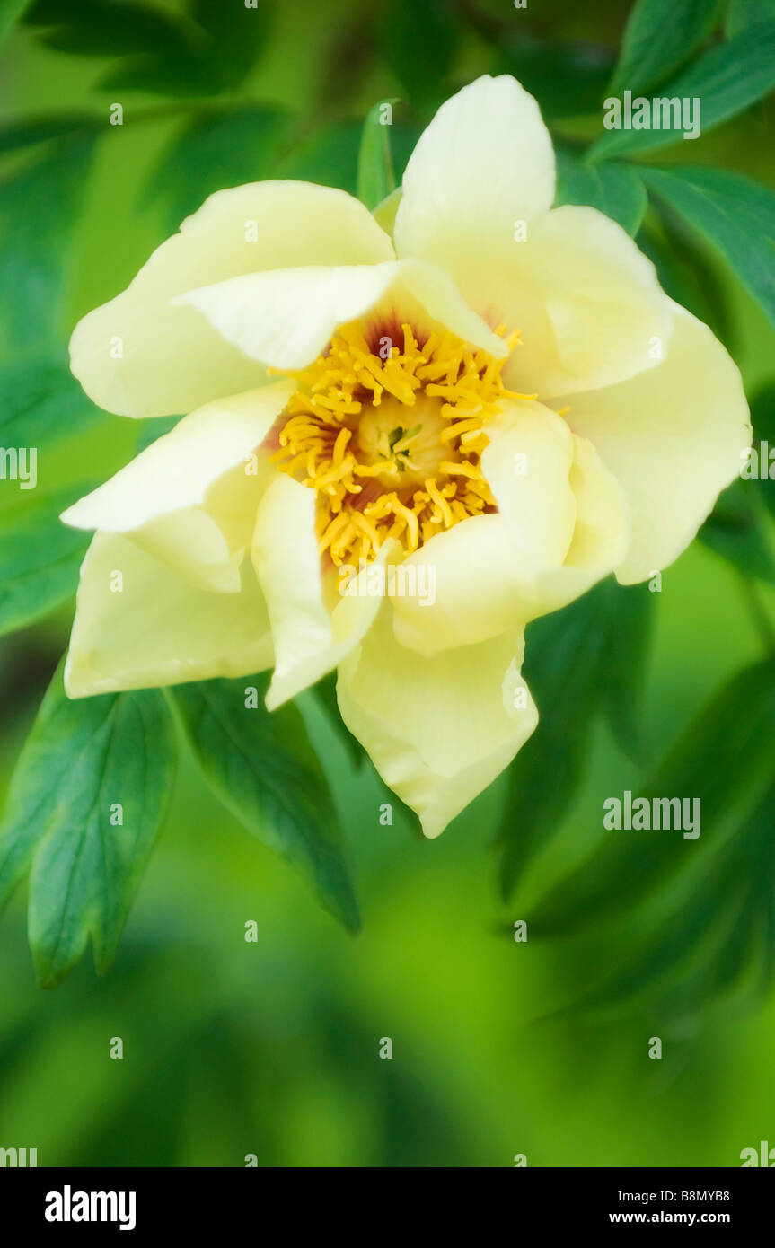 Arbre jaune fleur de pivoine entouré avec des feuilles vertes, Fleur de printemps Banque D'Images
