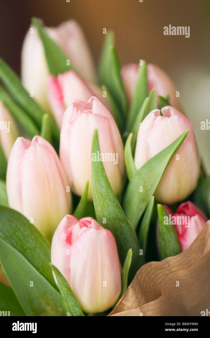 Enveloppé dans du papier des tulipes roses Banque D'Images