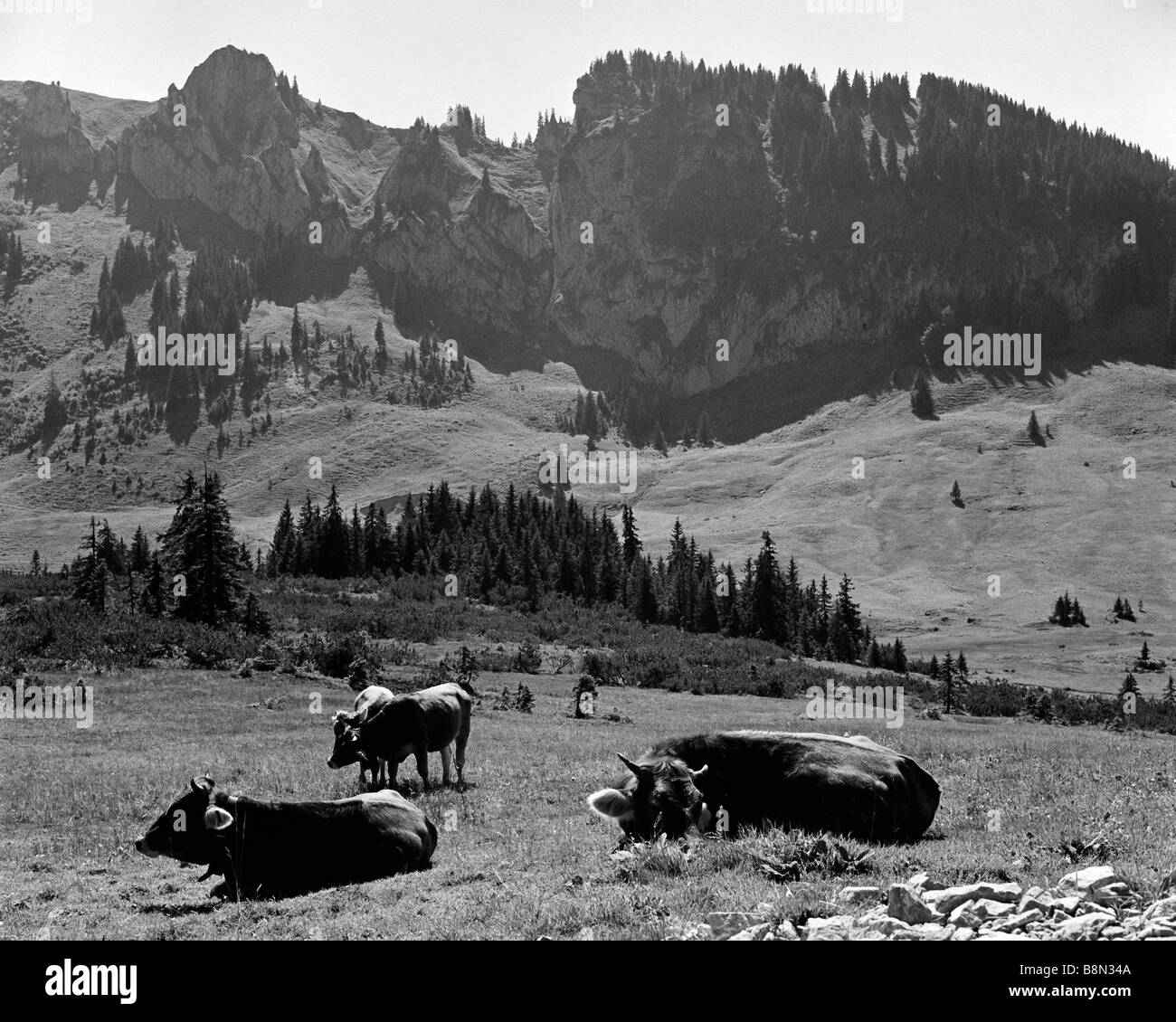 Les bovins laitiers alpin dans la région de l'Allgäu Allemagne Bavière Banque D'Images