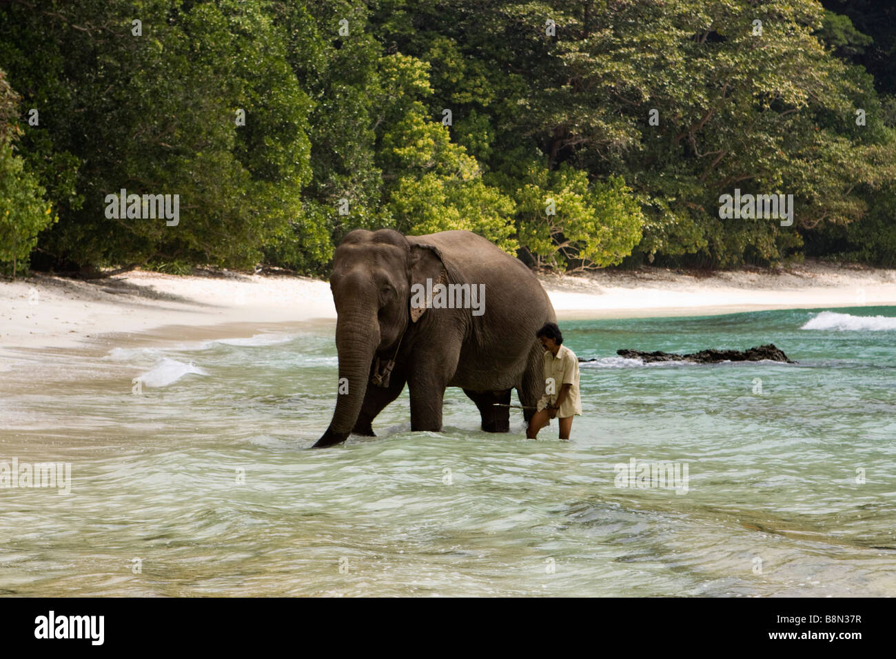 Andaman et Nicobar Inde Havelock island mahout lave-éléphant dans la mer Banque D'Images