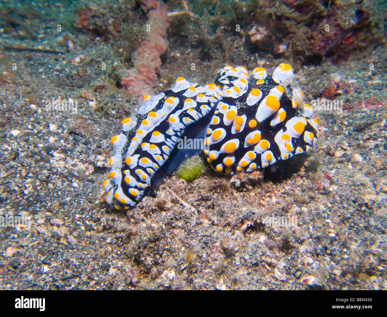 Nudibranches ou limaces de mer. Muck diving dans le Détroit de Lembeh, au nord de Sulawesi, Indonésie. Banque D'Images