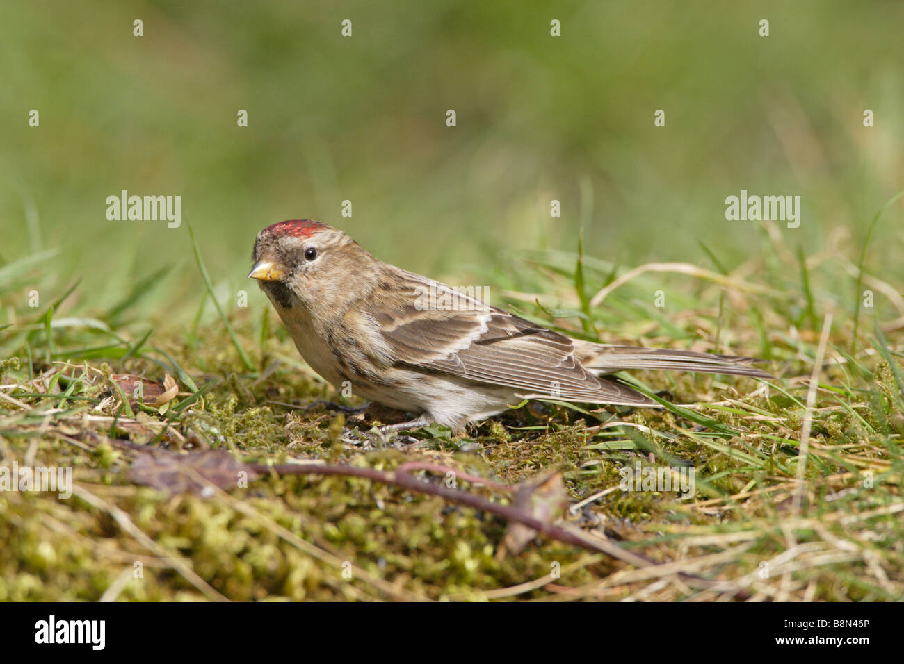 Sizerin flammé sur sol Banque D'Images