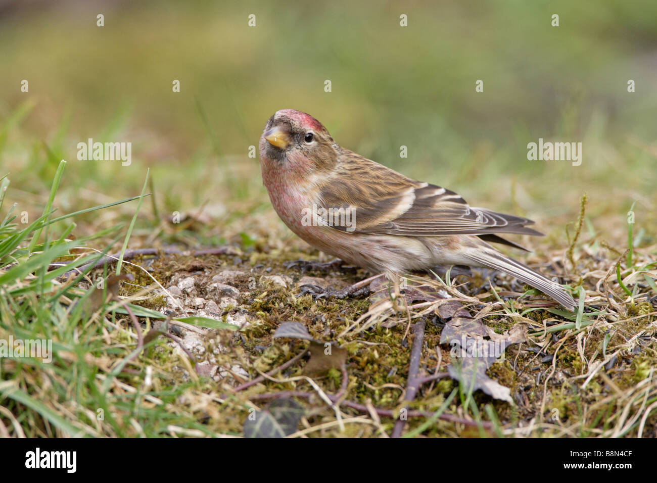 Sizerin flammé sur sol Banque D'Images