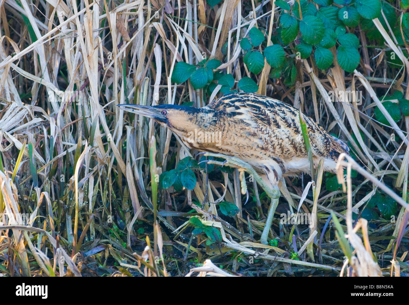 Bittern Botaurus stellaris hiver North Norfolk Banque D'Images