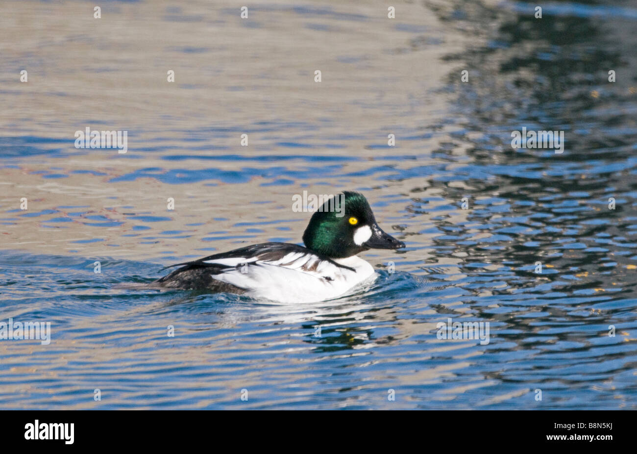 Goldeneye Bucephala clangula Hokkaido Japon mâle Banque D'Images