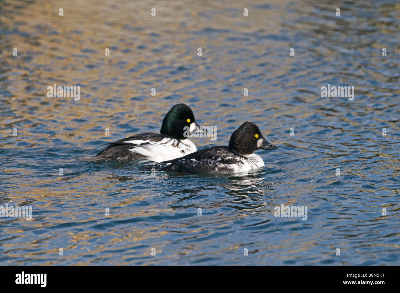 Bucephala clangula garrot mâle mâle immature et Hokkaido au Japon Banque D'Images