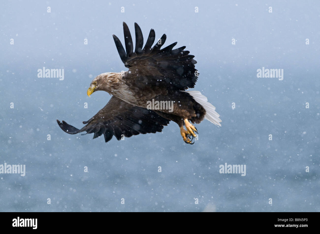 Queue blanche blanche Haliaeetus albicilla Aigle de mer de Norvège Banque D'Images