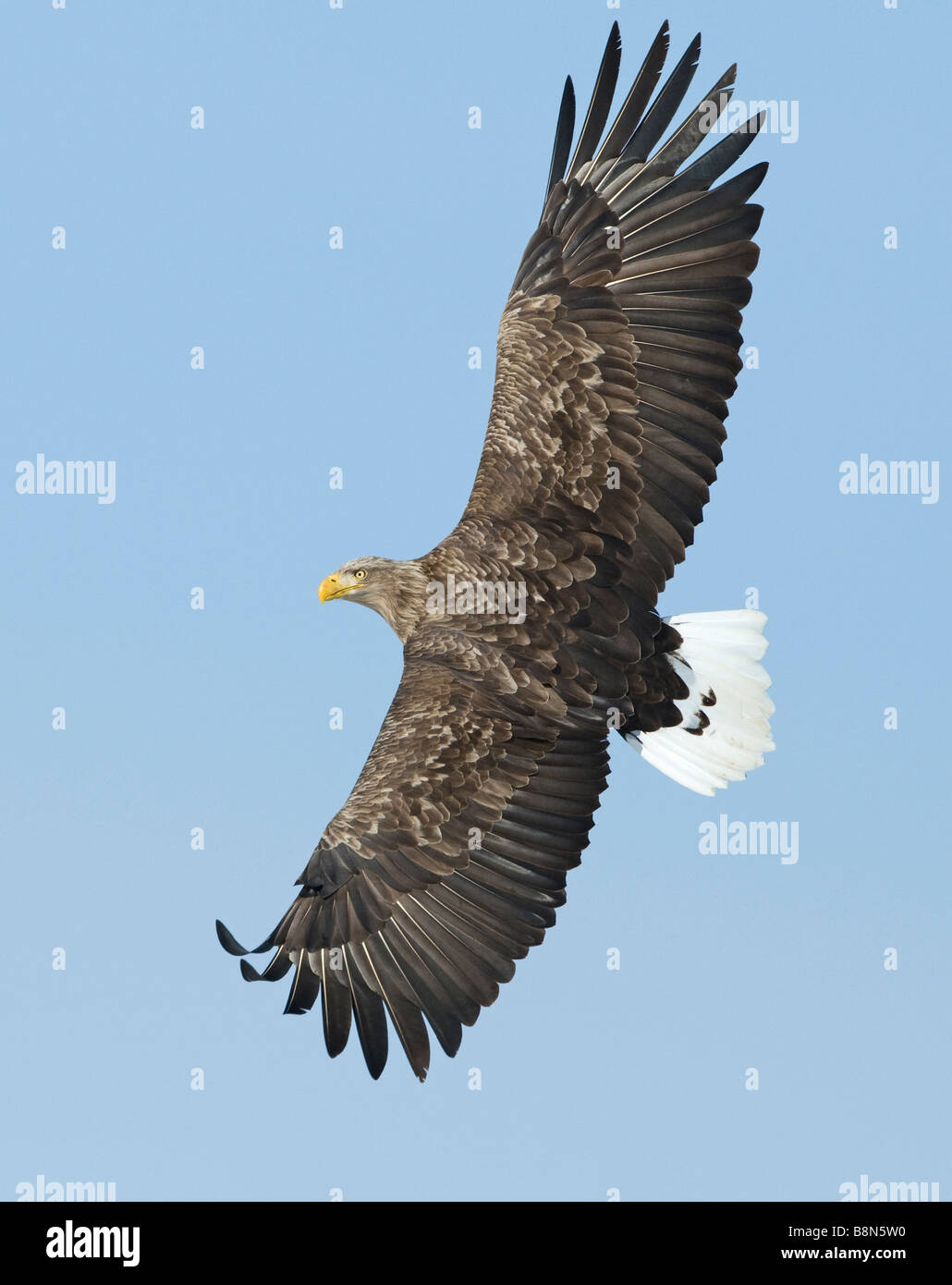 Queue blanche blanche Haliaeetus albicilla Aigle de mer de Norvège Banque D'Images