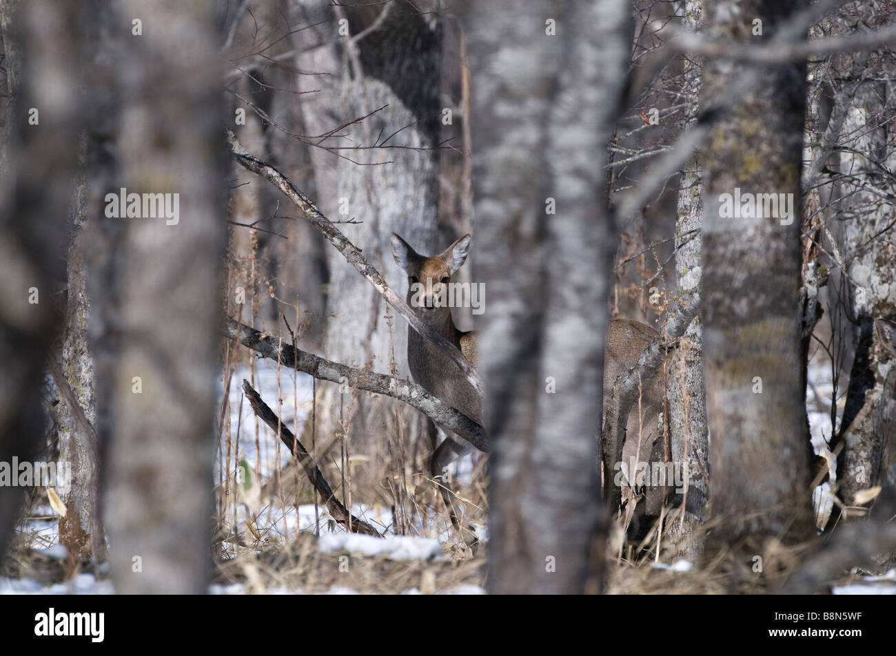 Le cerf sika Cervus nippon Hokkaido Japan winter Banque D'Images