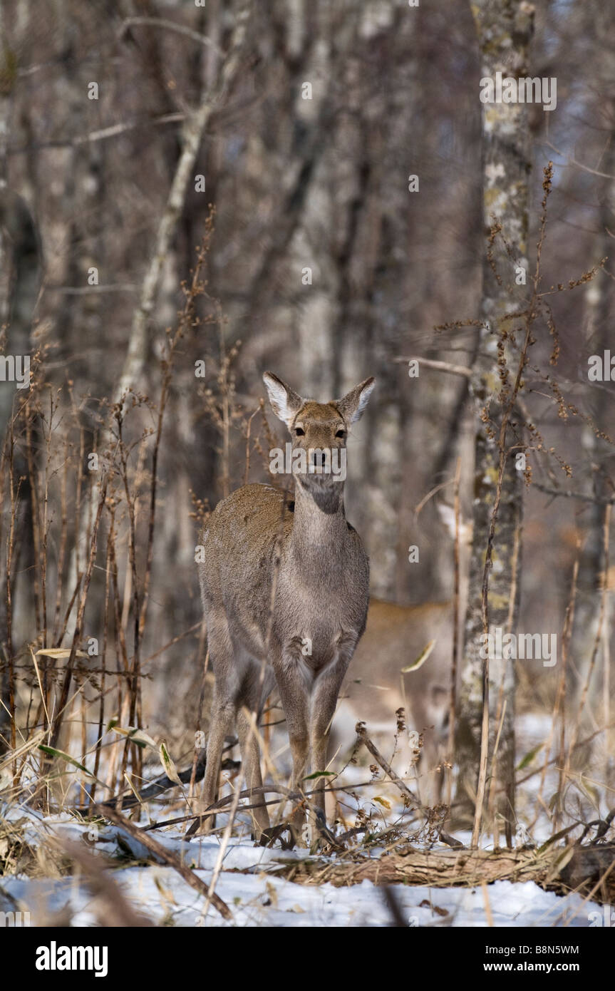 Le cerf sika Cervus nippon Hokkaido Japan winter Banque D'Images