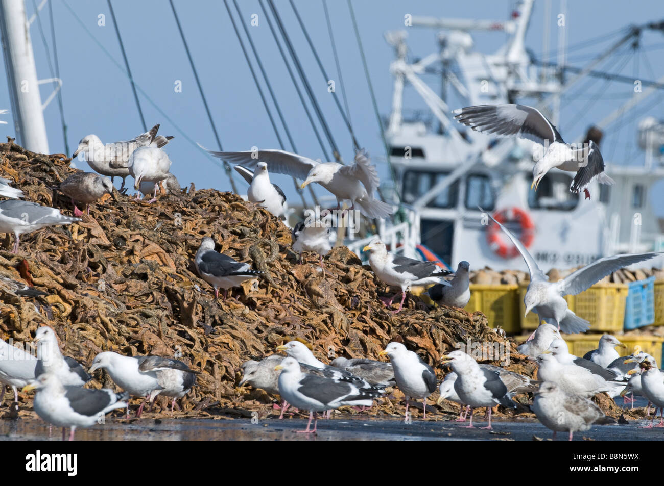 Goéland marin Larus schisisogus vineuse sur l'alimentation à quai faisant l'étoile de mer morte à l'eau par les chalutiers Hokkaido Japan winter Banque D'Images