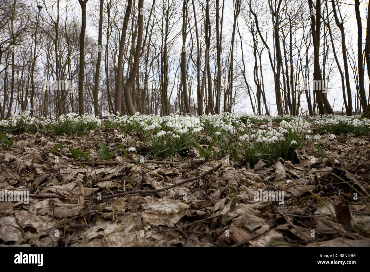 Close close up shot of snowdrops dans un bois Banque D'Images