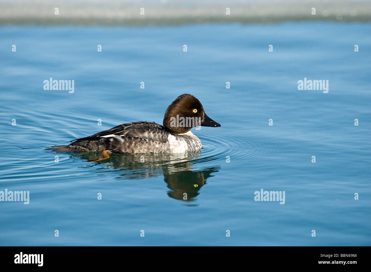 Bucephala clangula garrot mâle Hokkaido Japon imm hiver séquence plongée Banque D'Images