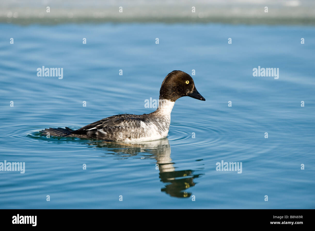 Bucephala clangula garrot mâle Hokkaido Japon imm hiver séquence plongée Banque D'Images