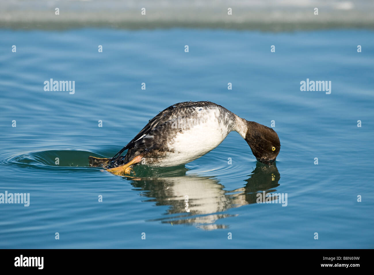 Bucephala clangula garrot mâle Hokkaido Japon imm hiver séquence plongée Banque D'Images