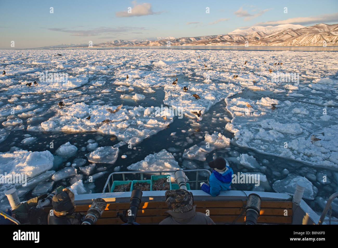 Les photographes et les aigles pygargues Steller s et dans les glaces dans le canal de Nemuro Rausu Hokkaido Japon Février Banque D'Images
