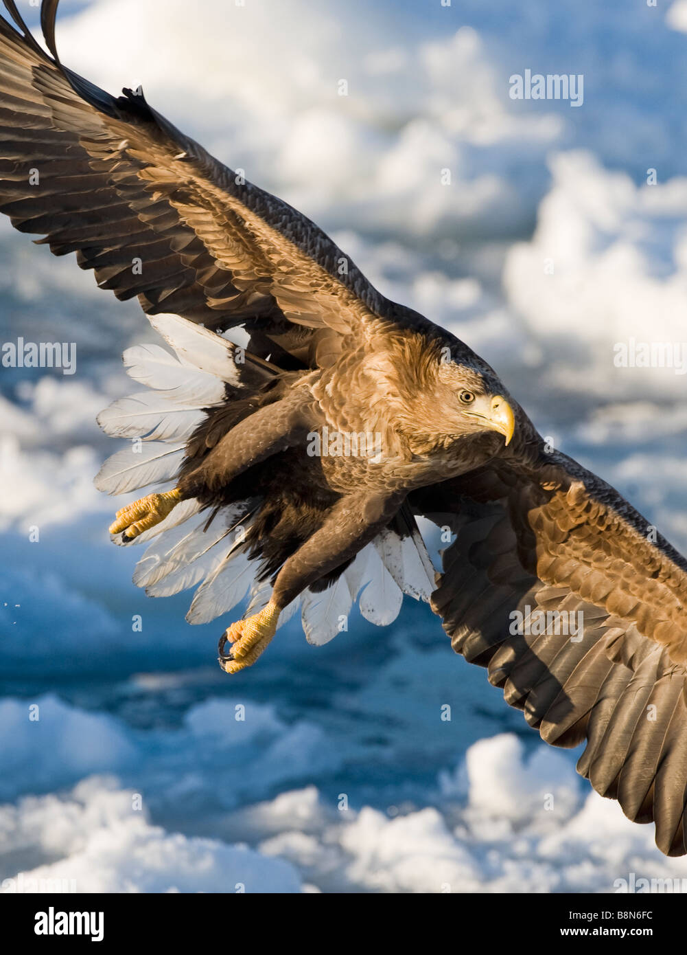 Pygargue à queue blanche (Haliaeetus albicilla) Sea Eagle Hokkaido Japan winter Banque D'Images