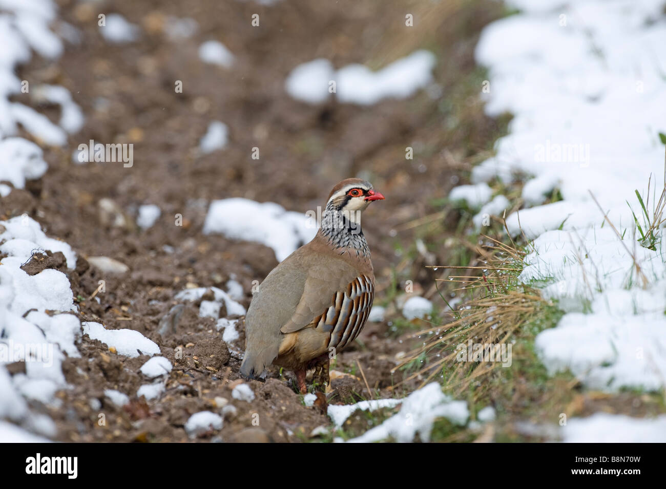 Pattes rouge Partridge Alectoris rufa sur les terres agricoles en hiver Norfolk Banque D'Images