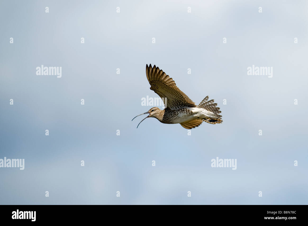 Courlis corlieu Numenius phaeopus appelant Juin Shetland Banque D'Images