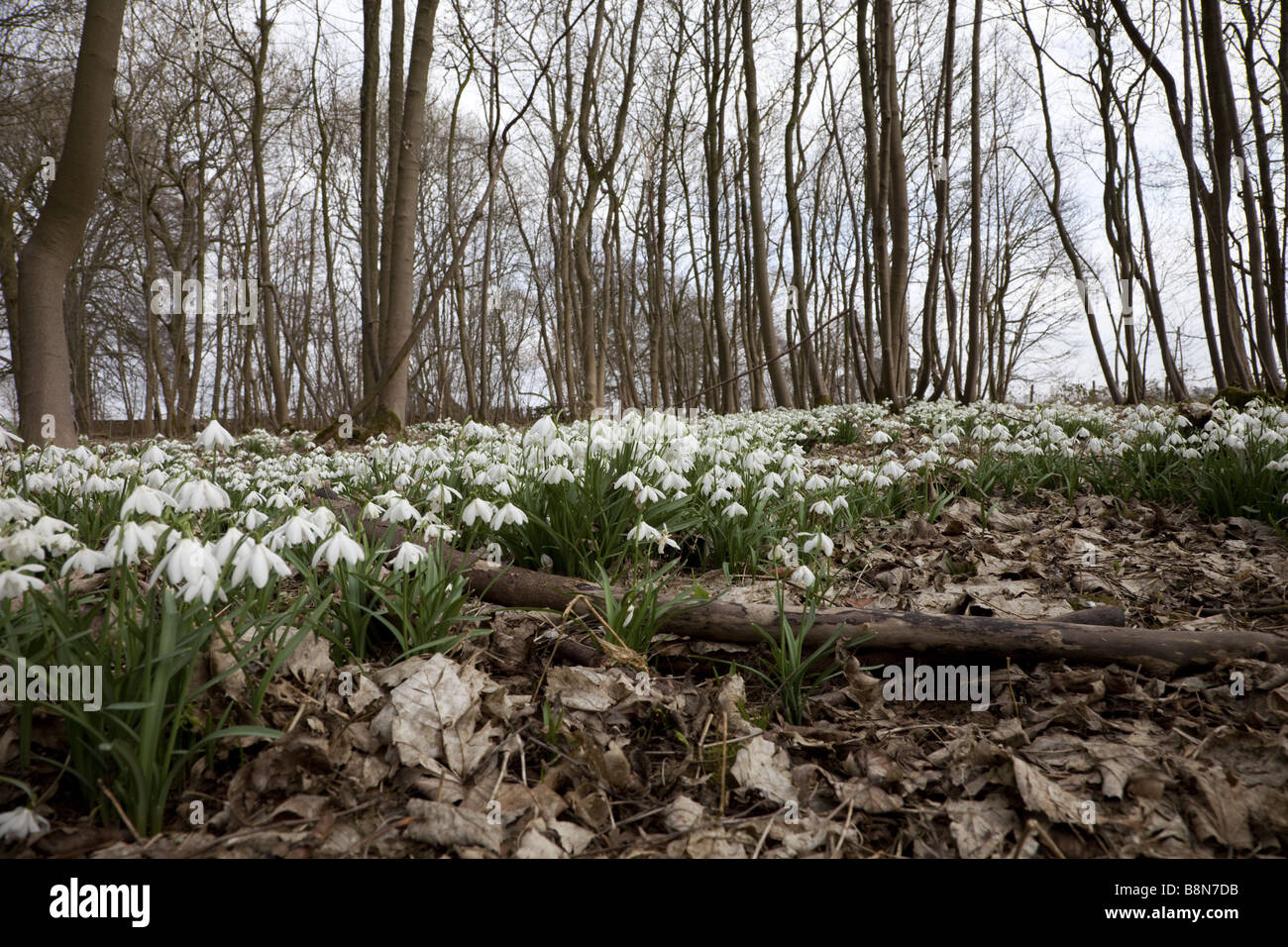 Close close up shot of snowdrops dans un bois Banque D'Images