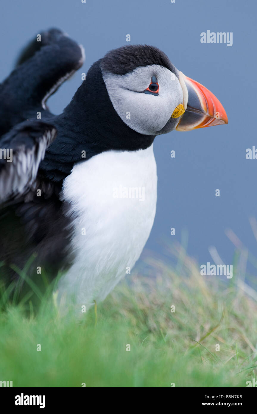 Macareux moine (Fratercula arctica' Établissement"Sumburgh Head Juin Shetland Banque D'Images
