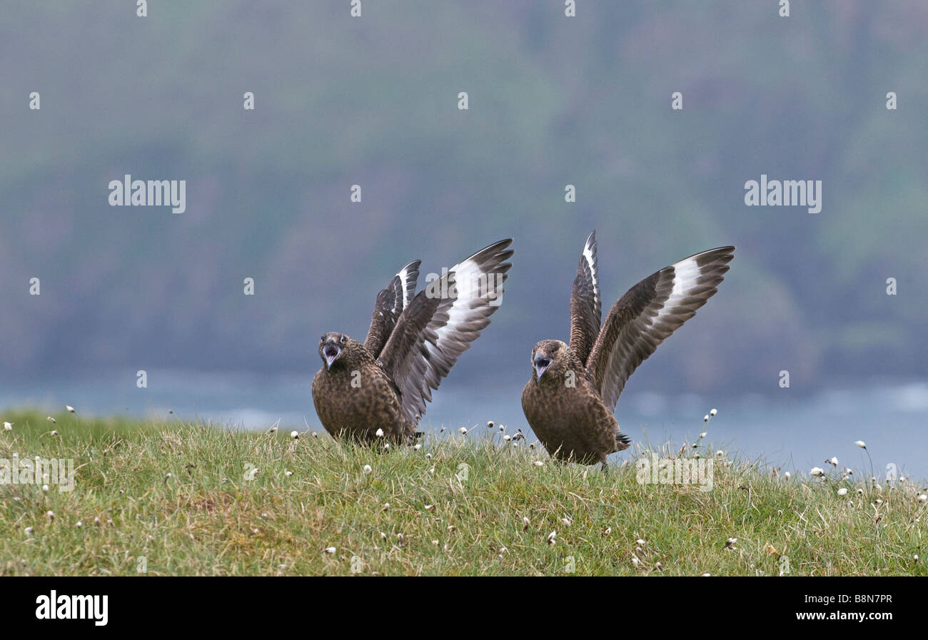 Grand Labbe Stercorarius skua paire afficher Hermaness Juin Shetland Banque D'Images