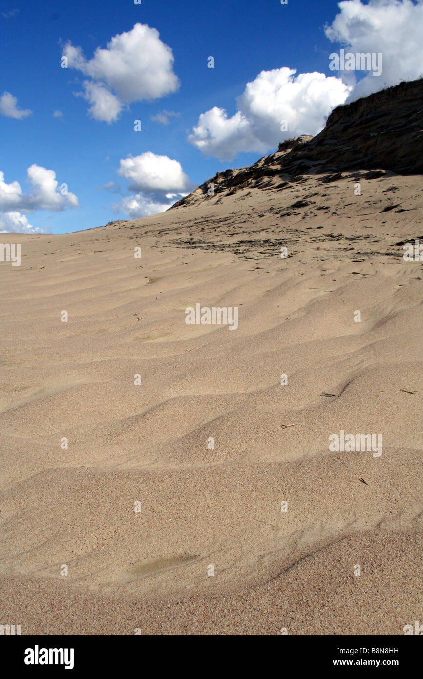 Dunes de sable dans le Hanko/Parc National de Courlande en Lituanie Banque D'Images