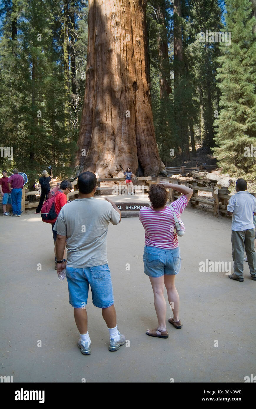 Les touristes et le général Sherman en séquoia Sequoia National Park, Californie, USA Banque D'Images