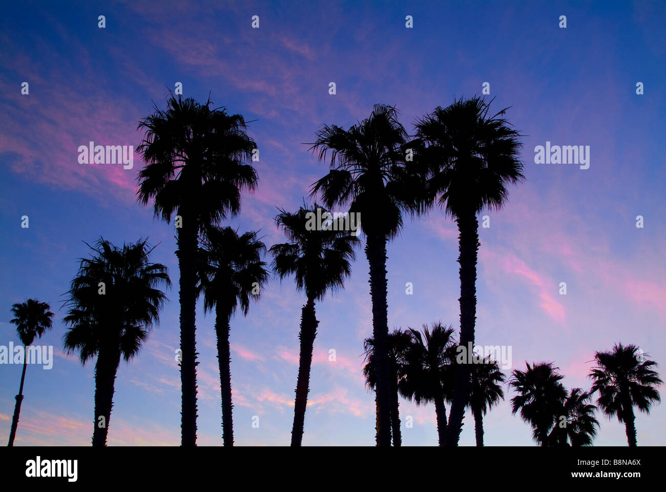 Palmiers au coucher du soleil, Ventura Californie, États-Unis Banque D'Images