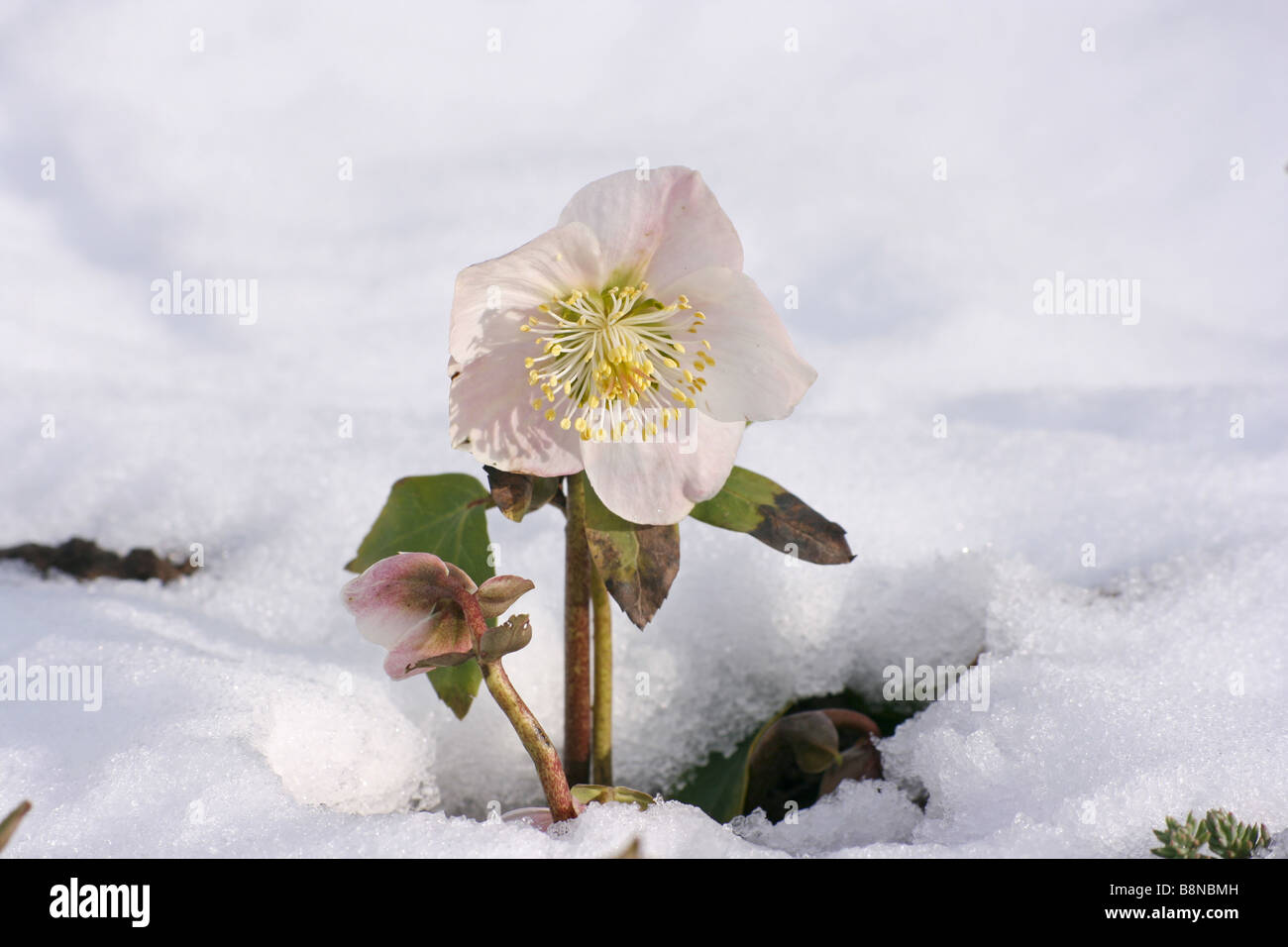 Fleur Rose De Noël Dans La Neige Helleborus Niger Banque