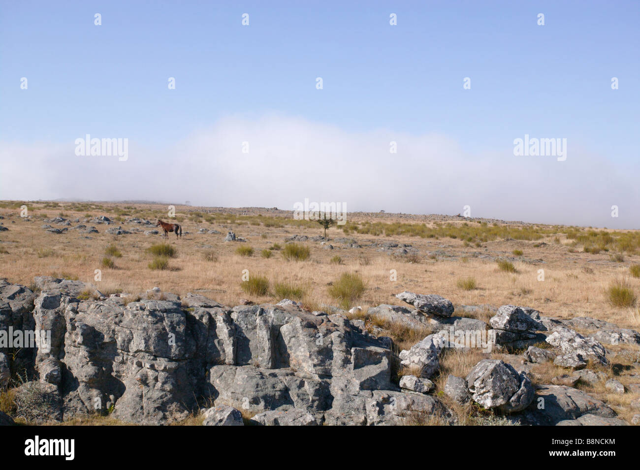 Cheval sauvage sur le plateau de Kaapsehoop avec les rochers de granit de l'avant-plan, Kaapsehoop, Mpumalanga Banque D'Images